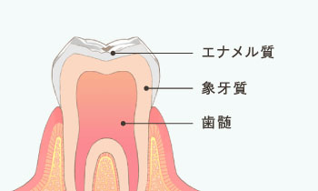 エナメル質・象牙質・歯髄